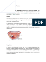 Aparelho Reprodutor Feminino e Masculino