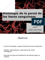 Histología Vasos Sanguineos