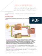 Los Microorganismos y Los Ciclos Biogeoquímicos