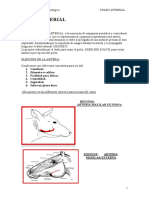 Pulso Arterial PDF