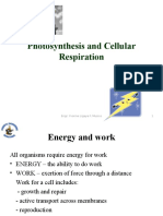 Photosynthesis and Cellular Respiration