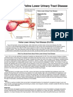 Feline Urologic Syndrome en