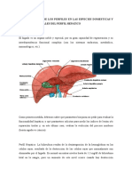 Perfil Hepatico