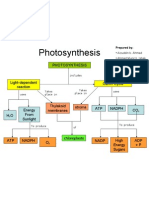 CONCEPT MAP - Photosynthesis