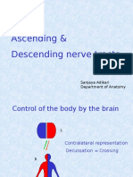 Nerve Tracts