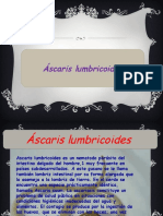 Ascaris Lumbricoide