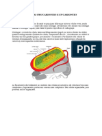 Células Procariontes e Eucariontes