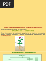 Clasificacion de Plantas