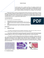 Animal Tissue Hand-Out Bio 101