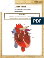 Label The Circulatory System