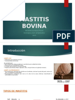 Informe Mastitis