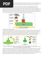 Piramides Ecologicas