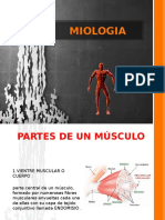 MIOLOGIA