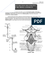 Nucleus Gracilis and Cuneatus