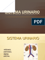 Sistema Urinario