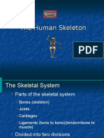 Human Skeleton-Dlarson