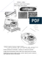 Ejercicios Celula