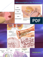 Desenvolvimento Humano - Prostata