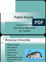 Rabbit Breeds