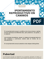 Comportamiento Reproductivo en Caninos