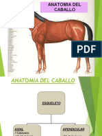 Anatomia, Conformacion y Fisiologia Del Caballo