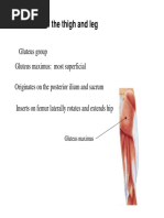 Muscles of The Thigh and Leg