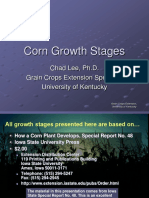 Corn Growth Stages