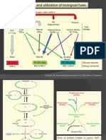 Storage and Utilization of Biological Fuels.: Goodman HM. Basic Medical Endocrinology, 4 Ed. 2009. Elsevier, Philadelphia