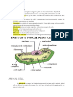 Animal Cell: Parts of Plant Cell