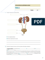 Ficha cn6 Ano Urin PDF