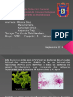 Procedimiento para La Tincion de Ziehl Neelsen