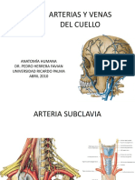 Clase 14 Arterias y Venas Del Cuello