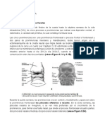 Desarrollo de La Cara