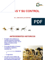 Moscas y Dipteros