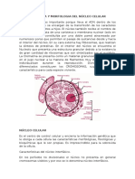 Fisiologia y Morfologia Del Núcleo Celular