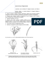 1 Brassicaceae