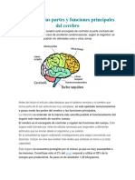 Partes y Funciones Principales Del Cerebro