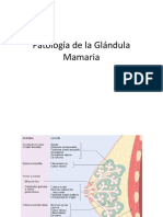 Patología de La Glándula Mamaria