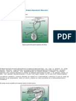 Anatomia Del Aparato Reproductor Del Macho y Hembra