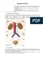 Sistema Excretor