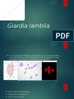 Giardia Lamblia