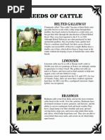 Breeds of Cattle