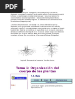 Sistema Radicular