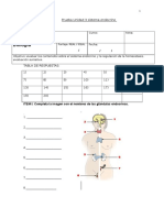 Prueba-Sistema Endocrino 2 Medio