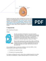 El Citoplasma Biologia