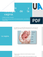 Anatomía y Fisiología Vagina