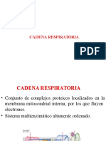 Cadena Respiratoria I