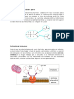 La Beta Oxidación de Los Ácidos Grasos