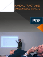 Pyramidal Tract