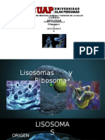 Lisosomas y Ribosomas (Grupo 1)